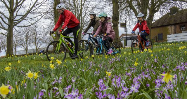 A family of four (mum, dad, boy and girl) are cycling through a meadow filled with crocuses and daffodils